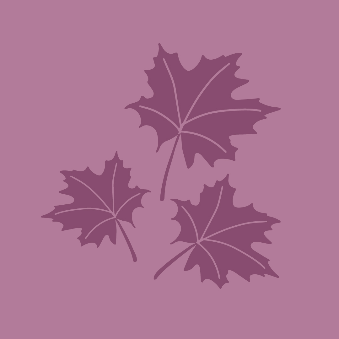 purple leaves